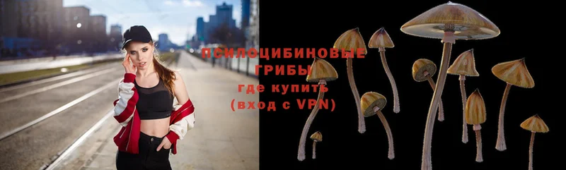 Галлюциногенные грибы Psilocybe  как найти наркотики  Куртамыш 